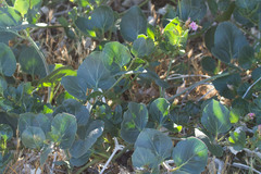 Mirabilis multiflora pubescens
