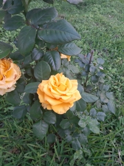 Rosa