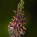 紫穗槐 - Photo 由 Peter May 所上傳的 (c) Peter May，保留部份權利CC BY-NC