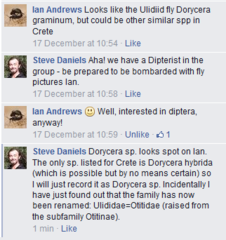 Dorycera