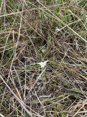 Rhynchospora floridensis