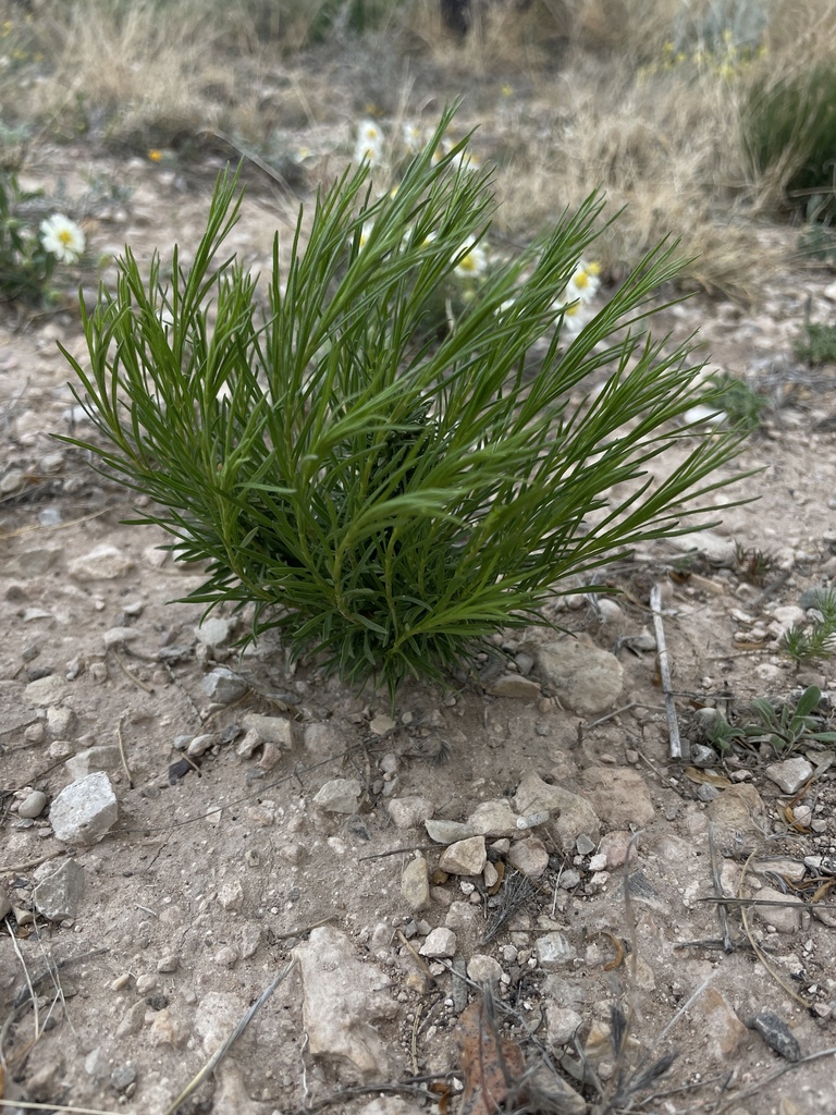 Broom Snakeweed from Brantley Lake State Park, Carlsbad, NM, US on ...