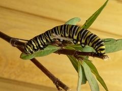 Danaus plexippus