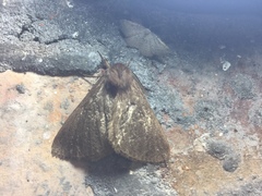 Phyllalia