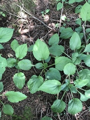 Rugelia nudicaulis