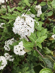 Viburnum × burkwoodii
