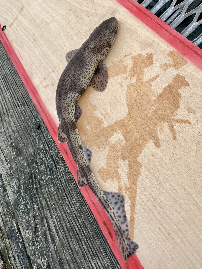 Smallspotted Catshark from England, GB on March 21, 2024 at 1002 AM