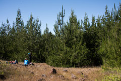 Pinus radiata binata