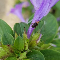 Horciasinus argentinus