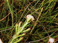 Diastella proteoides