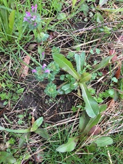 Glechoma hederacea