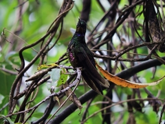 Coeligena helianthea