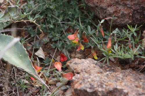 Image of Acmispon oroboides by no rights reserved