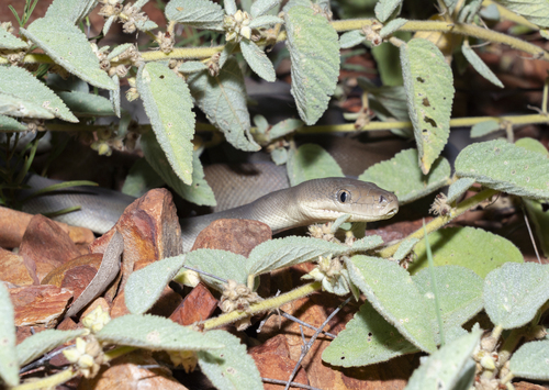 Olive Python sighting