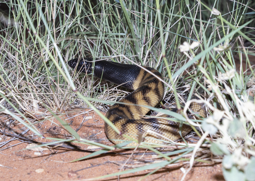 Black-headed Python sighting