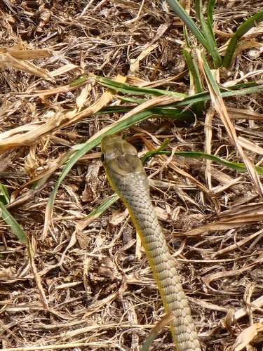 Common Tree Snake sighting
