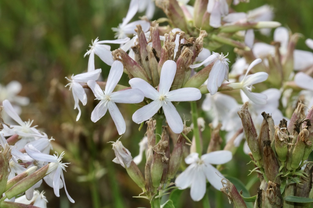 common soapwort from Range Rd 3203, Turtle River No. 469, SK, CA on ...