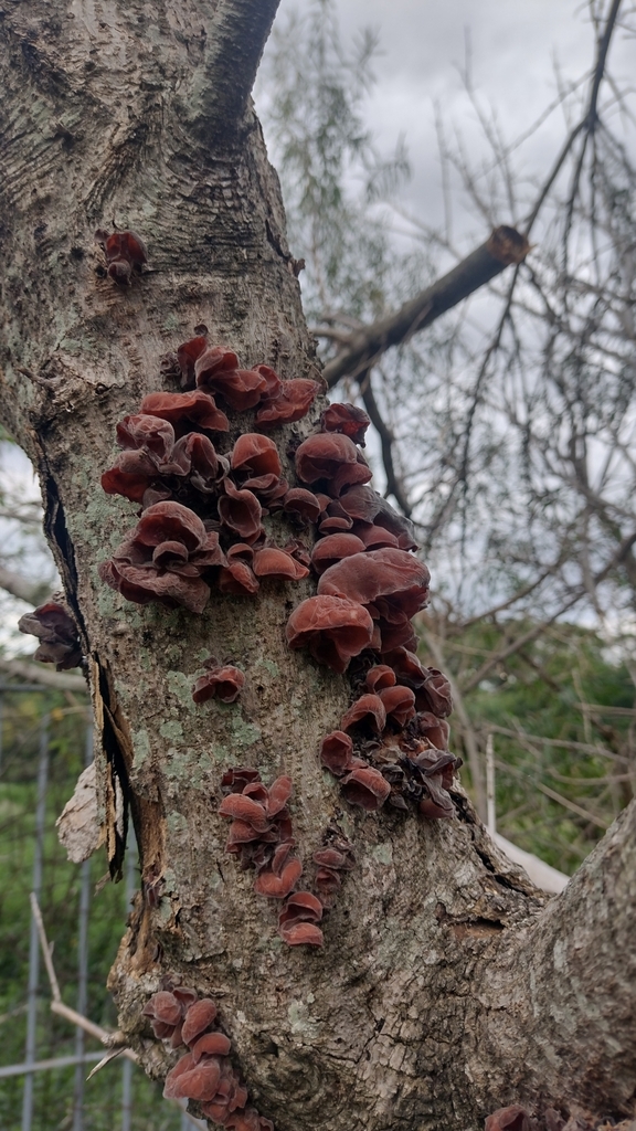 Auricularia fuscosuccinea · March 2024 · photo: © lechuzoologo (iNaturalist, cc-by)