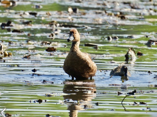 Fulvous Whistling-Duck (Dendrocygna bicolor)