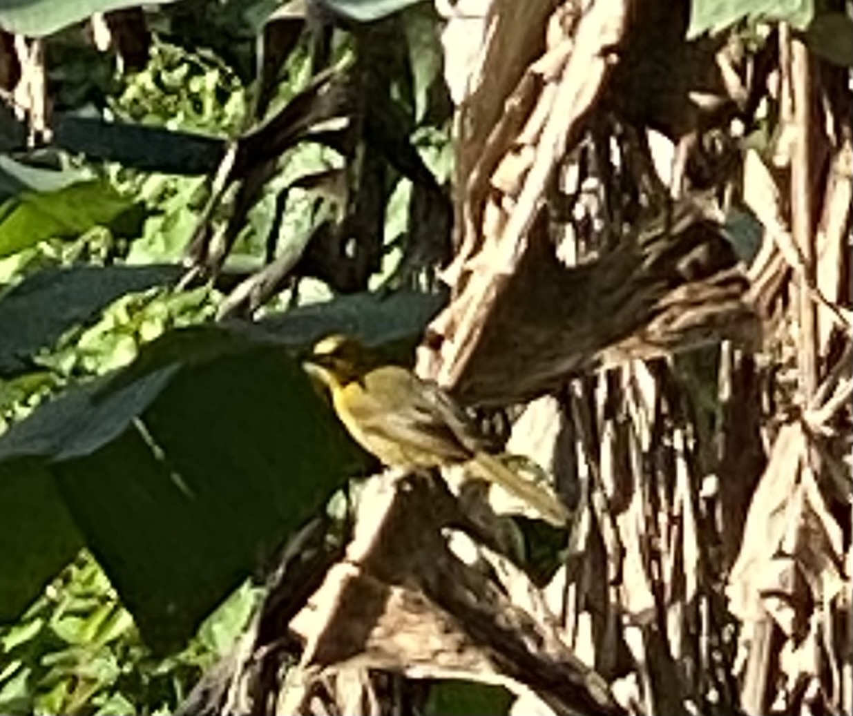 Montserrat Oriole (Icterus oberi), photo 6