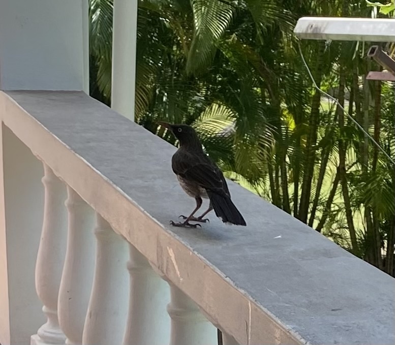 Pearly-eyed Thrasher