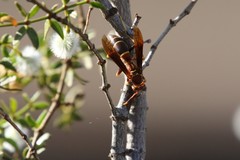 Polistes arizonensis