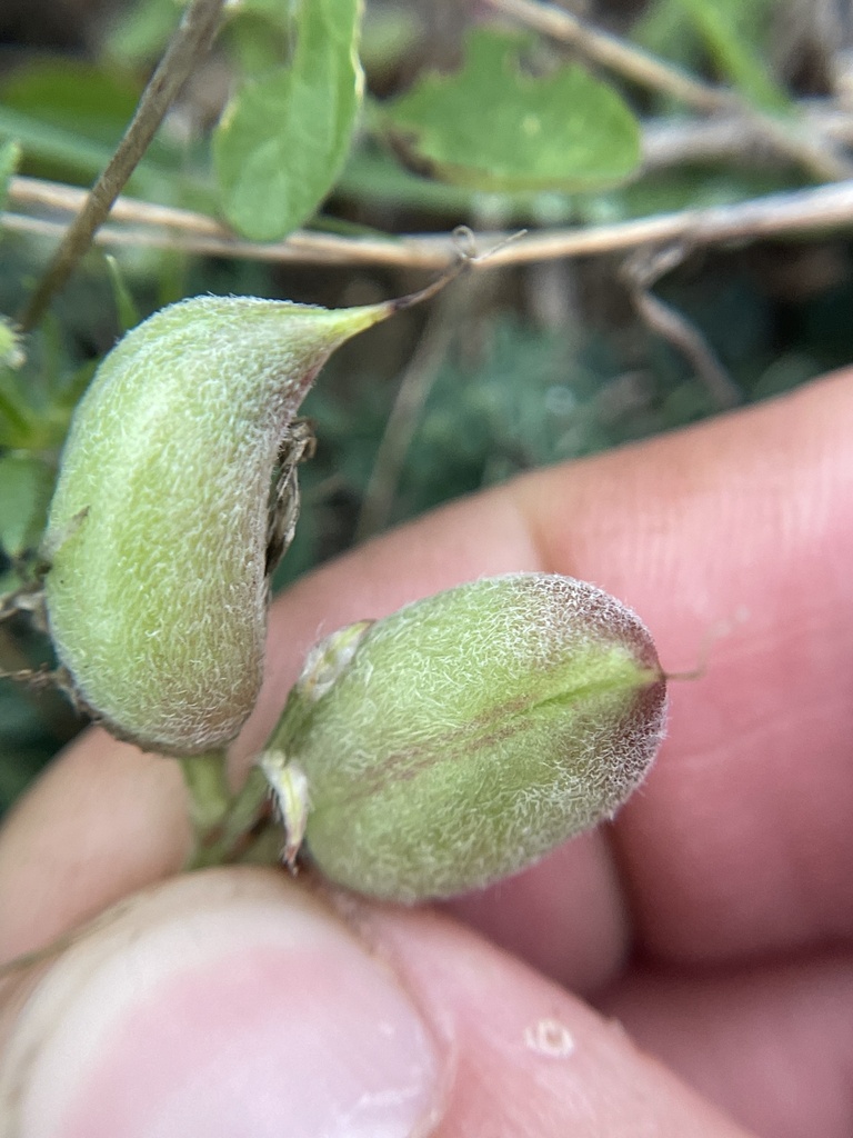Platte River Milkvetch