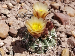 Sclerocactus whipplei