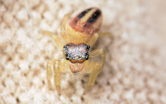 Phidippus pius