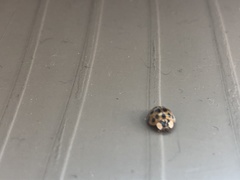 Harmonia axyridis