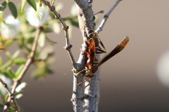 Polistes arizonensis