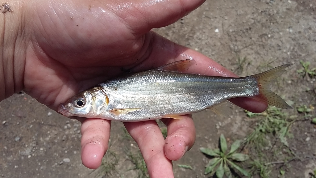 Largescale yellowfin (Xenocypris macrolepis) — Cyprinidae