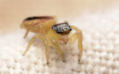 Phidippus pius
