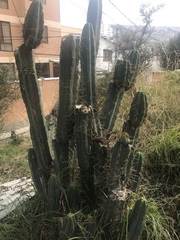 Trichocereus bridgesii