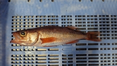 Shortbelly Rockfish photo 1