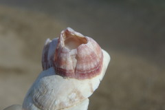 Balanus trigonus