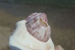Balanus trigonus