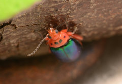 Kuschelina gibbitarsa