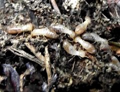 Reticulitermes aegeus