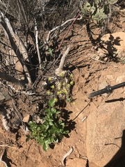 Lomatium lucidum