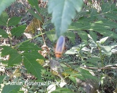 Stenomacra marginella