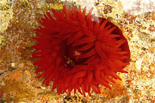 Mediterranean Beadlet Anemone, photo 5 of 9