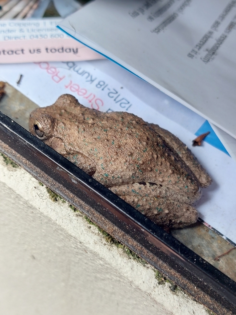 Peron's Laughing Tree Frog from Miranda NSW 2228, Australia on March 22 ...