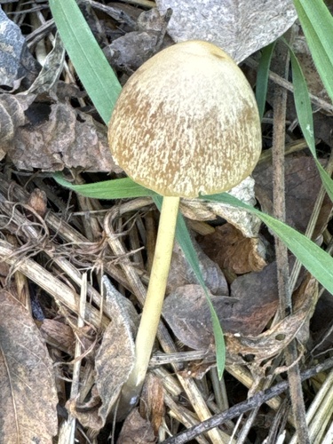 conical brittlestem