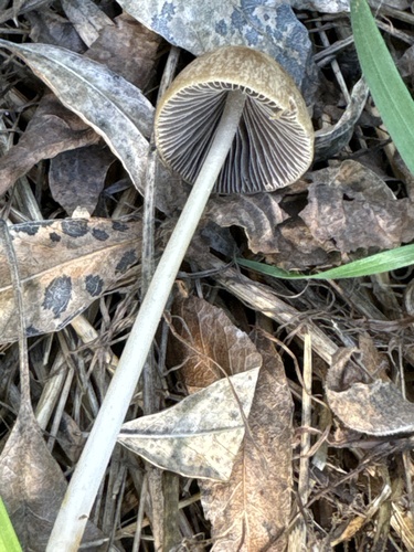 conical brittlestem