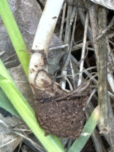conical brittlestem