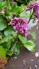 Bergenia crassifolia