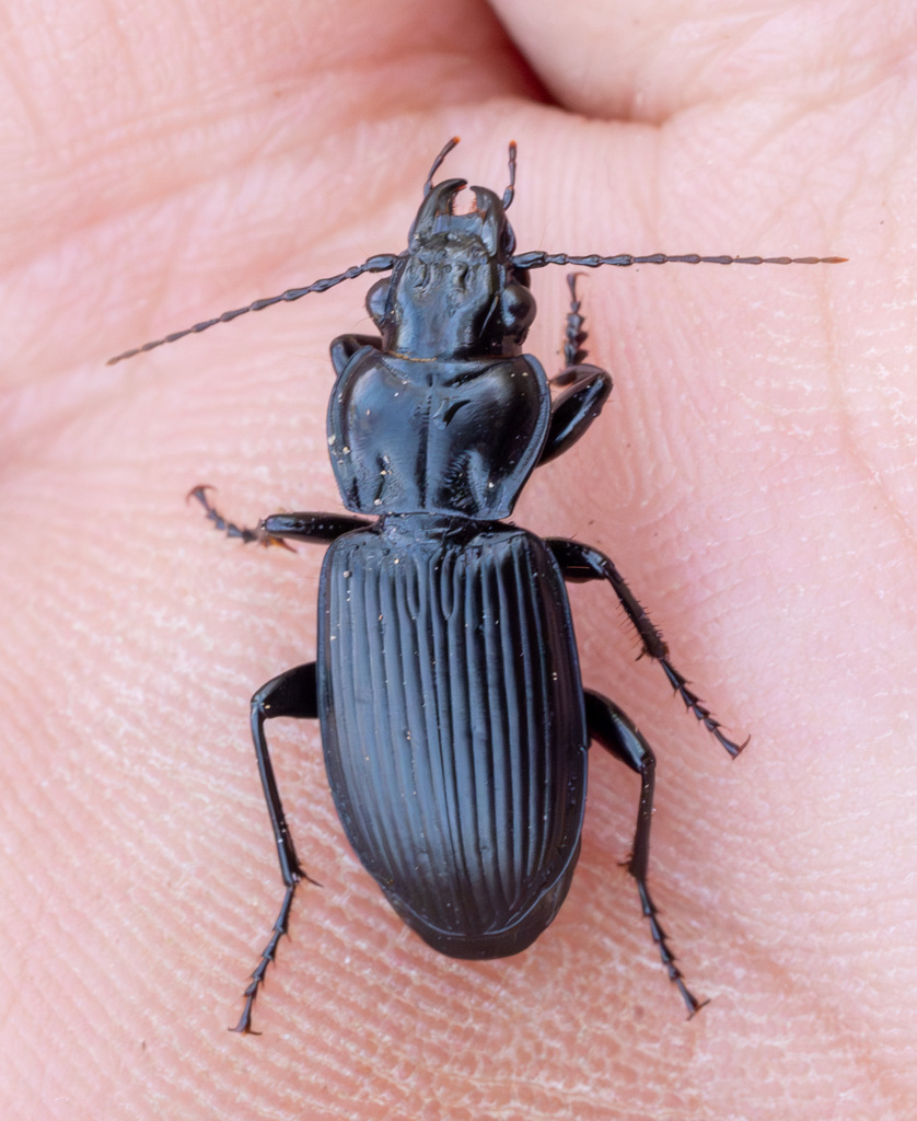 Lophoglossus
