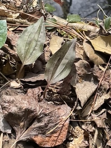 Tipularia discolor, photograph 1