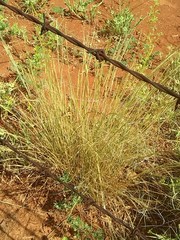 Aristida holathera